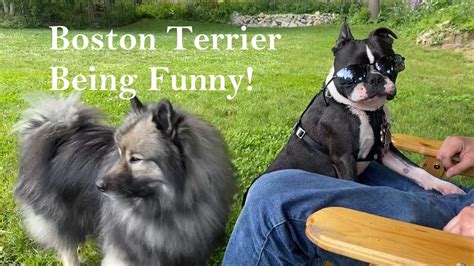 Funny Boston Terrier Compilation Youtube