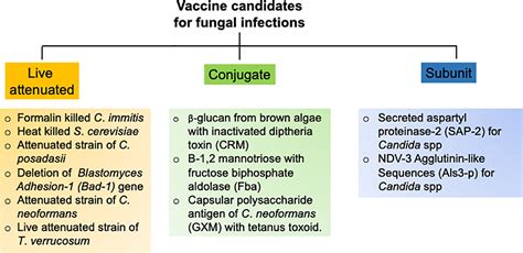 Frontiers Vaccine Induced Immunological Memory In Invasive Fungal