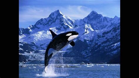 You can save or share wallpaper of jeff the killer to facebook, twitter, google+. Killer Whales (Orca) Off The Coast of Vancouver Island ...