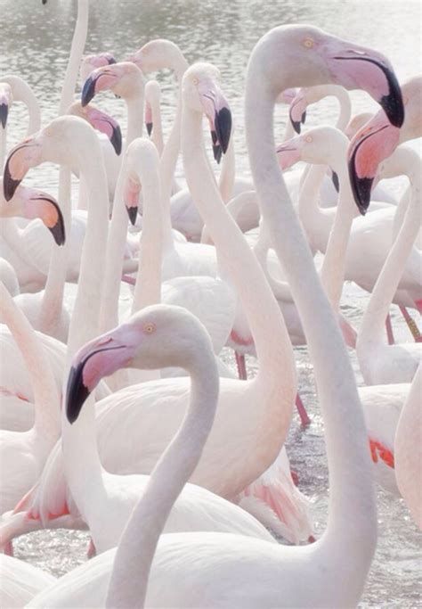 Albino Flamingos Pretty Birds Love Birds Beautiful Birds Animals