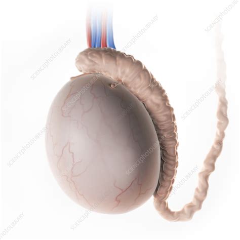 Testicle Illustration Stock Image C025 5480 Science Photo Library