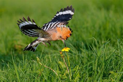 Eurasian Hoopoe Flying While Searching For Food Stock Image Image Of