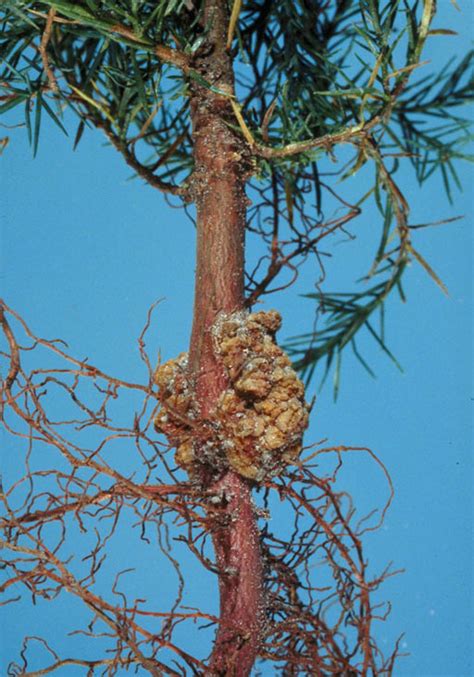 Crown Gall Umn Extension