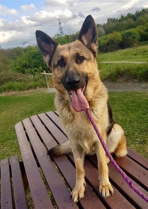Tia 3 Year Old Female German Shepherd Dog Available For Adoption