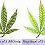 Weed Leaf Deficiency Chart
