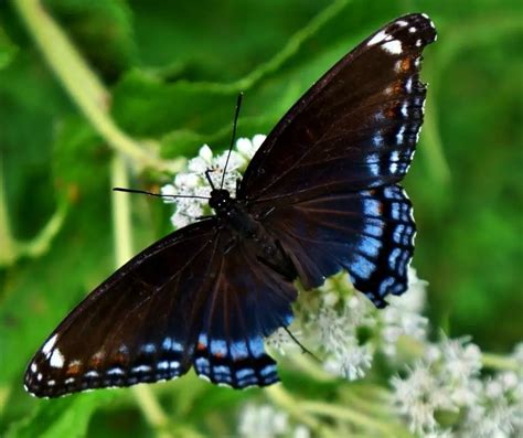 22 Different Types Of Butterflies Plus Faq Animals Hq