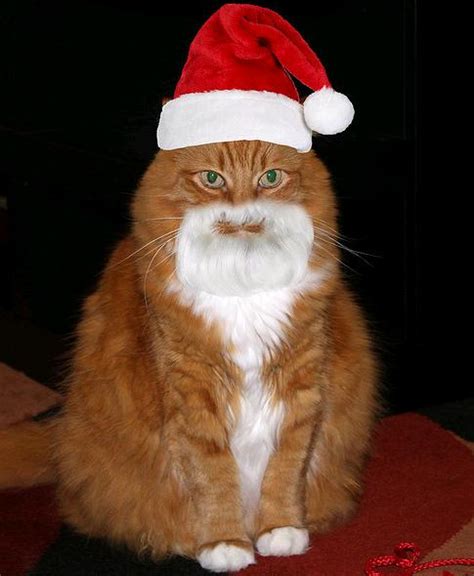 Cats In Hats Are Too Adorable Slapped Ham