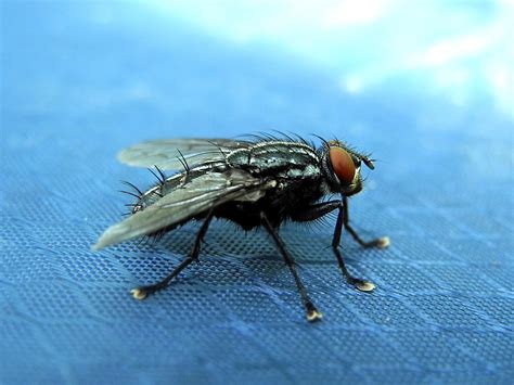 Images Gratuites Aile La Photographie Mouche Insecte Macro Faune