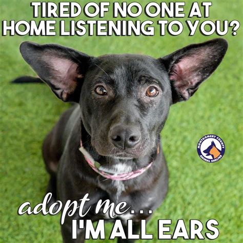 Life With Dogs See The Hilarious Memes This Texas Shelter Uses To Help