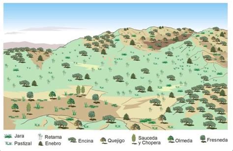 Bosque Mediterráneo Fauna Y Vegetación