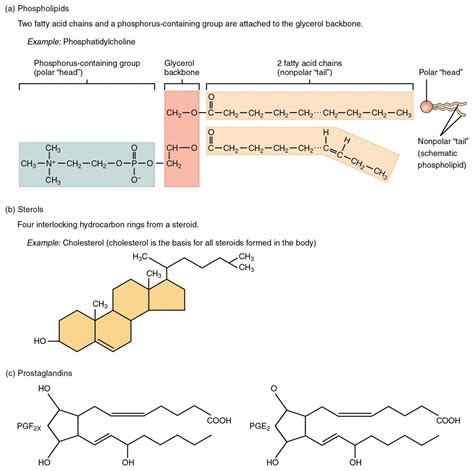 Organic Compounds Essential To Human Functioning Anatomy And Physiology I