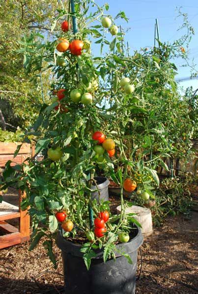 How many pounds of tomatoes per plant? 'Early Girl' Tomato Growing in a 15-Gallon Plastic Pot ...