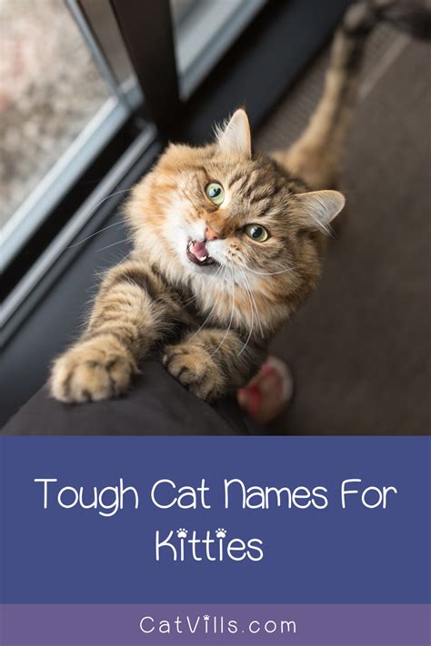 We did not find results for: 100 Totally Badass Cat Names for Tough Kitties in 2020 ...