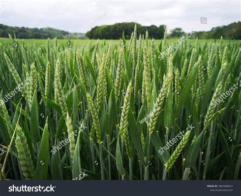 Green Wheat Field Close Image Stock Photo Edit Now 1867485814