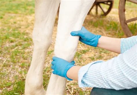 7 Most Common Horse Injuries