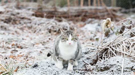 Care For Outdoor Cats In Snow And Icy Conditions Medivet