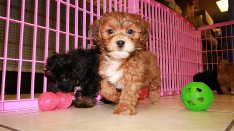 We did not find results for: Beautiful Cavapoo Puppies For Sale, Georgia Local Breeders, Near Atlanta, Ga Many Colors ...