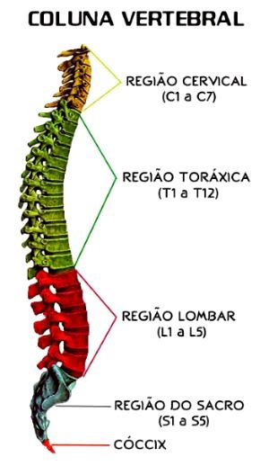 Coluna Vertebral Vértebras Função Anatomia E Divisão Toda Matéria