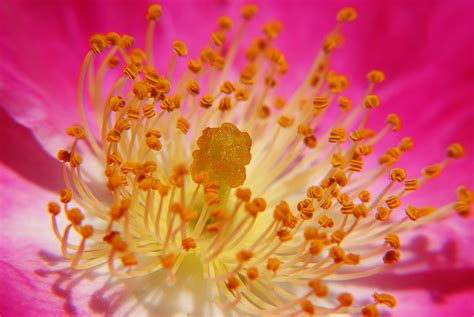 Images Gratuites Fleur La Photographie Pétale Cœur Pollen