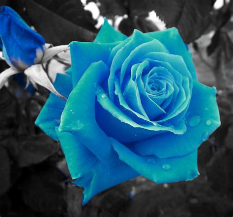 The Blue Rose By Gayatri23119 On Deviantart
