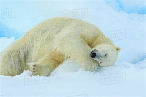 Polar Bear Ursus Maritimus Sleeping On Pack Ice Svalbard Norway