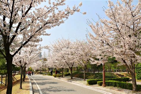 자몽에이드와 따뜻한 커피한잔, 얼음을 미리 담아 아이스로도 한잔! 방방콕콕