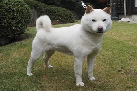 List Of Most Popular Japanese Dog Breeds In The World