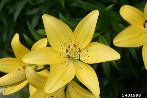 Lily Lilium Spp Liliales Liliaceae 5401998