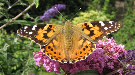 Painted Lady Butterfly Vanessa Cardui Stock Image Image 4ef