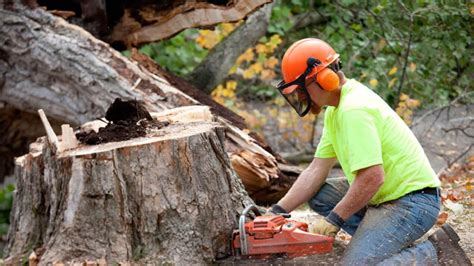 What Are the Top Benefits of Hiring Tree Removal Services? – Best Multi