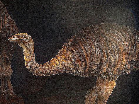 10 Facts About The Elephant Bird