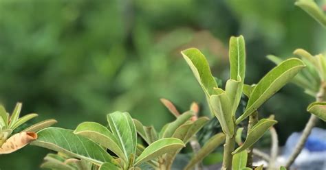 Selain itu, sifat kulit buah manggis adalah antiproliferasi yaitu menghambat pertumbuhan sel kanker. Obat herbal kulit manggis