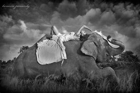 Elephant And Woman Elephant Photography Elephant Elephants Photos