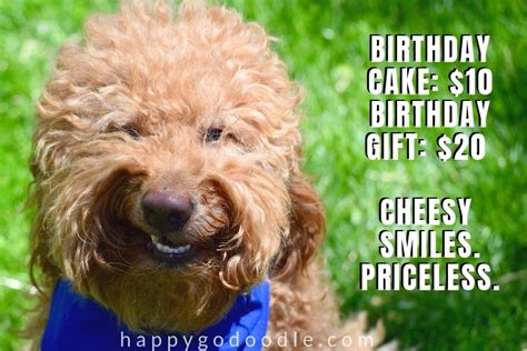 20 Happy Birthday Dog Memes That Will Make Your Barkday