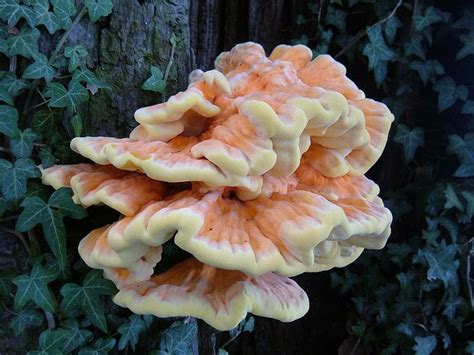 15 Best Wild Mushroomstoadstools In Texas Images On Pinterest