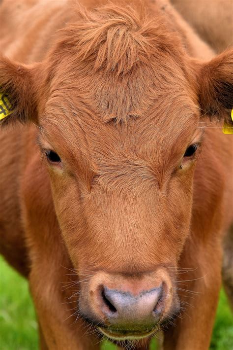 Icelandic Cattle In South Iceland Encircle Photos