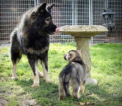 To produce a black puppy, both parents must be black themselves or. Silver sable german shepherd Bellevue German Shepherds Www ...