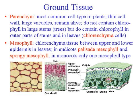Ground Tissue