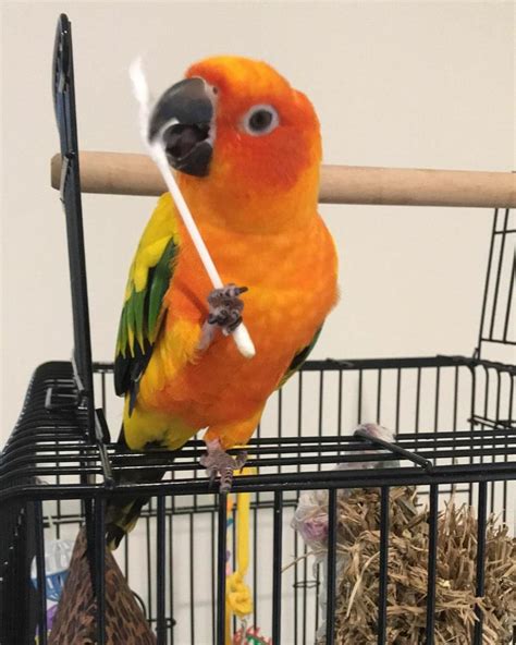 Collection 105 Pictures Sun Conure Is A Lovely Looking Parrot After