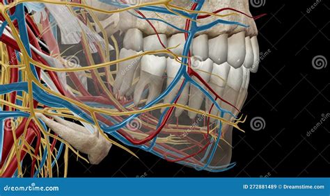 The Inferior Alveolar Artery Mainly Perfuses The Lower Jaw Incl Stock