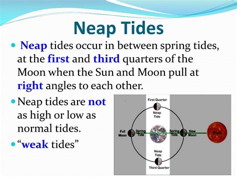 What is the difference between a spring and a neap tide? PPT - Tides: PowerPoint Presentation, free download - ID ...