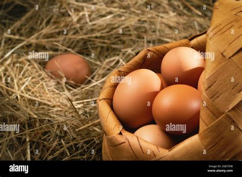 Fresh Brown Chicken Eggs In A Basket And In A Nest From Hay In A Barn