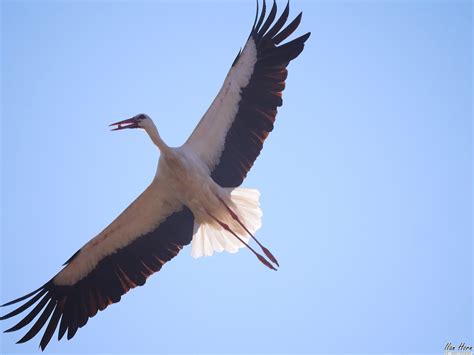 White Stork In Flight