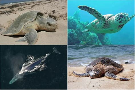 17 Endangered Ocean Species And Marine Animals Alarming