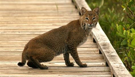 Facts On Wild Bobcats In Florida Sciencing