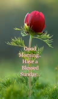 Good Morninghave A Blessed Sunday Pictures Photos And Images For