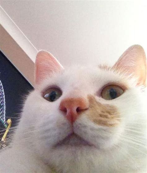 Cats Taking Selfies 28 Pics
