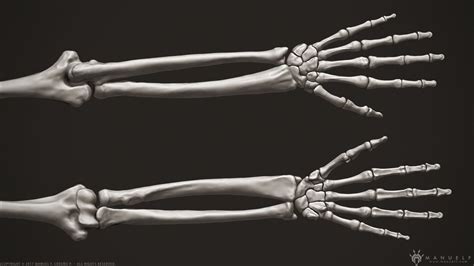 9 Ideas For Hand Skeleton 3d Model