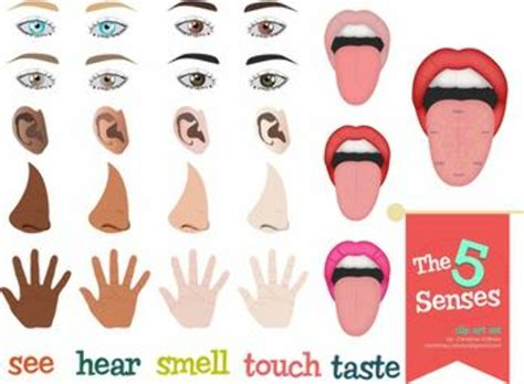 Download High Quality Tongue Clipart Five Senses Transparent Png Images