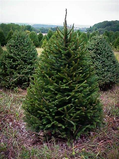 The evergreen conifer norway spruce (picea abies) grows approximately 100 feet in height. Norway Spruce For Sale Online | The Tree Center